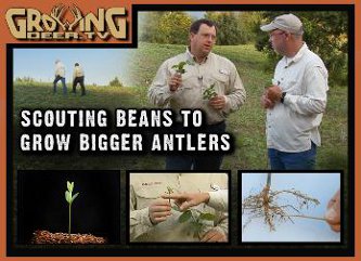 Scouting soybeans for bigger antlers