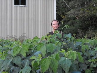 Large Lad Roundup Ready Forage Soybeans