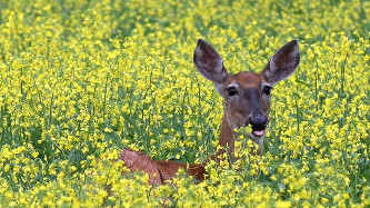 Canola